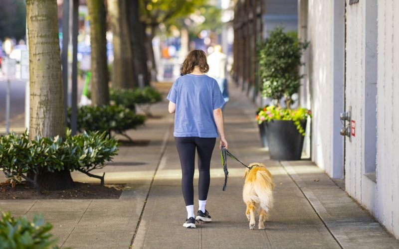 Close to the center of everything a person walking a dog